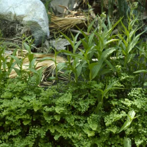 Epipactis gigantea