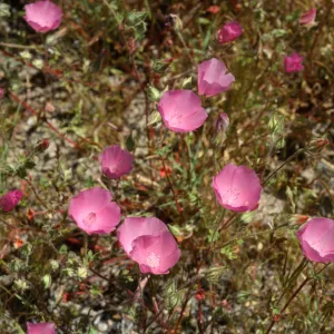 Eremalche parryi ssp. parryi