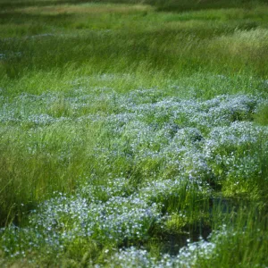 Porterella Pond