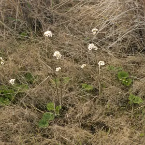 Jepsonia malvifolia