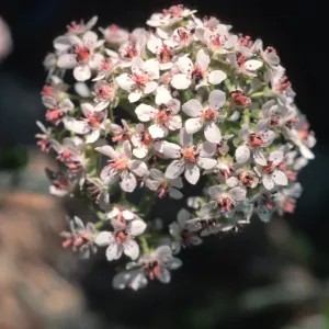 Darmera peltata