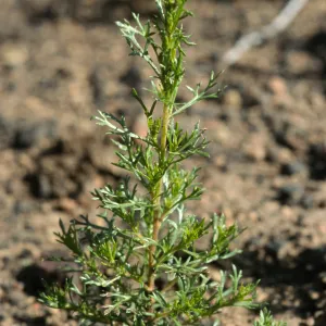 Adenostoma fasciculatum