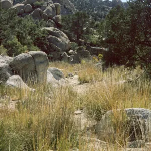 Muhlenbergia rigens