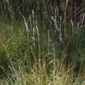 Ptilagrostis kingii