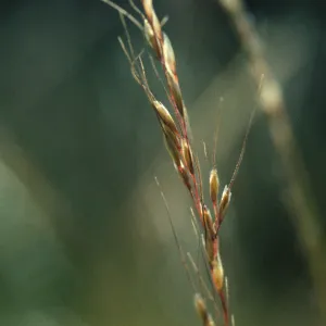 Ptilagrostis kingii