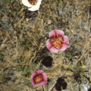 Calochortus venustus