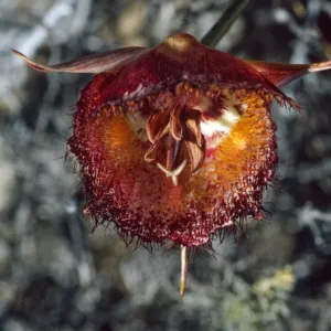 Calochortus weedii
