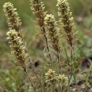 Castilleja pilosa