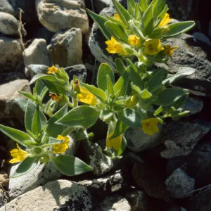 Mohavea breviflora