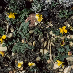 Viola douglasii