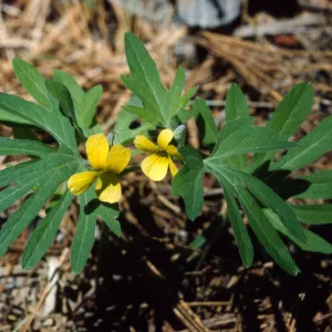 Viola lobata