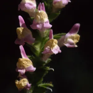 Antirrhinum multiflorum