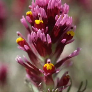 Castilleja exserta venusta
