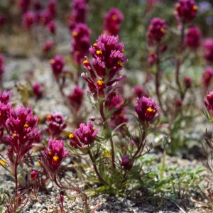 Castilleja exserta venusta