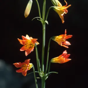 Lilium parvum