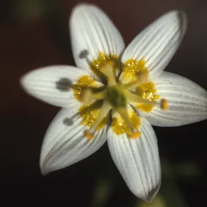 Zigadenus fremontii