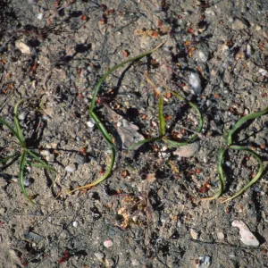 Chlorogalum purpureum purpureum