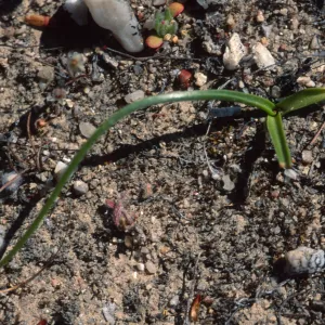 Chlorogalum purpureum purpureum