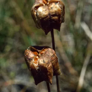 Fritillarea biflora, fruiting
