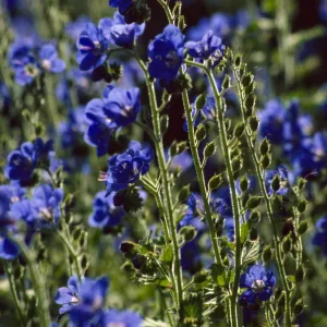 Phacelia ciliata