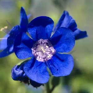Phacelia viscida