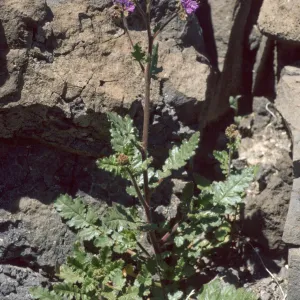 Phacelia crenulata
