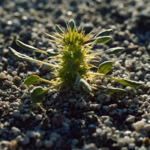 Chorizanthe rigida