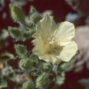 Eucnide urens