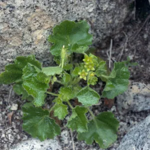 Eucnide rupestris