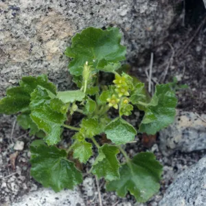 Eucnide rupestris