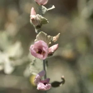 Malacothamnus jonesii