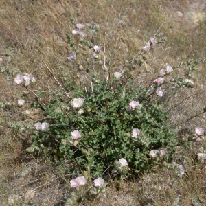 Sidalcea hickmanii anomala