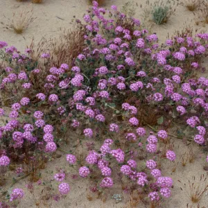 Abronia villosa