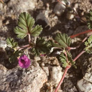 Erodium texanum