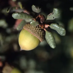 Quercus durata
