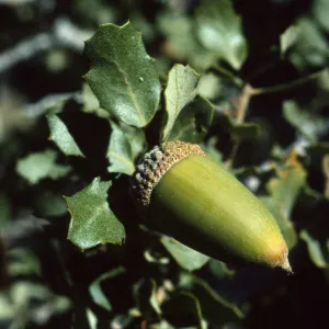 Quercus cornelius mulleri