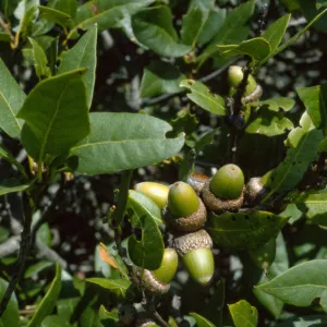Quercus parvula