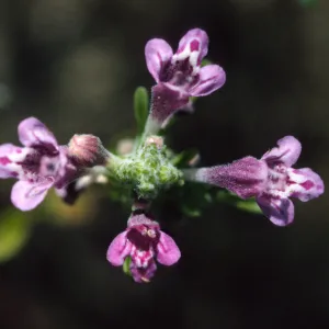 Pogogyne clareana