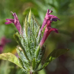 Pogogyne douglasii