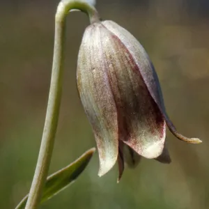 Fritillaria agrestis