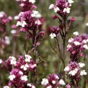 Castilleja densiflora