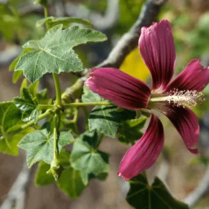Lavatera assurgentiflora glabra