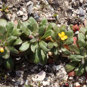 Camissonia guadalupensis