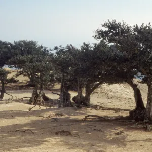 Quercus tomentella