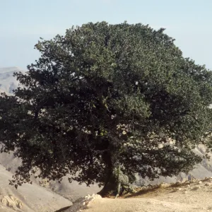Quercus tomentella