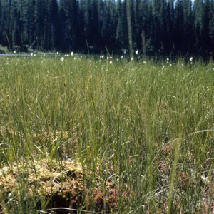 Drosera habitat