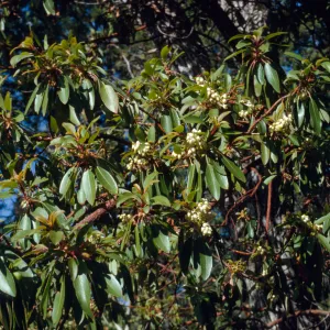 Arbutus anzonica
