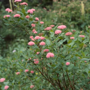 Spiraea densiflora