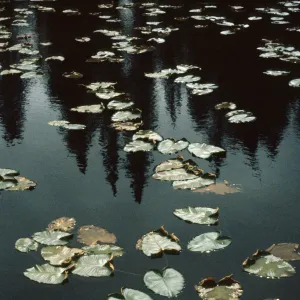 Nymphaea