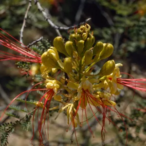 Caesalpinia gillesii